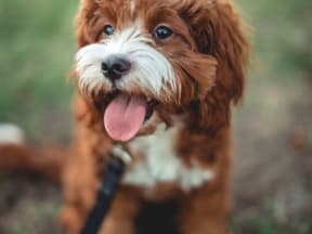 Brown with white puppy sitting and waiting patiently with tongue out on a walk