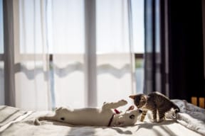Cat and dog playing on the bed