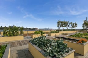 Rooftop Community Garden with Gorgeous Views at The Whittaker, 4755 Fauntleroy Way, Seattle