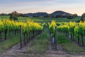 Nearby Wine Country and Nature Trails at Dublin Station by Windsor, California, 94568