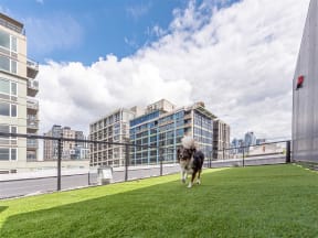 Dog Playing on On-Site Pet Park, With lush grass and beautiful views of cityscape at 10 Clay Apartments in Seattle, WA
