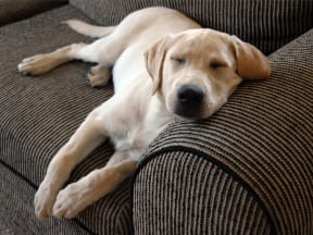 The Roy Pet Friendly Apartments