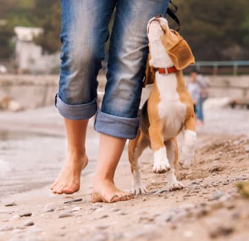 Walking dog on beach 
