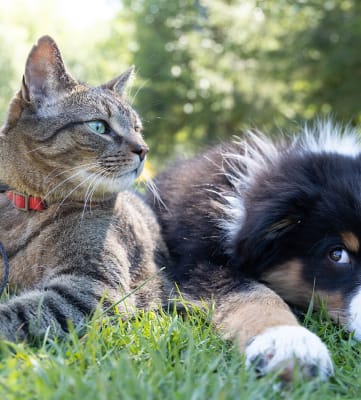 pet friendly apartments at heritage knoll townhomes