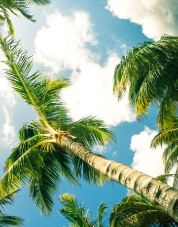Stock photo of palm trees