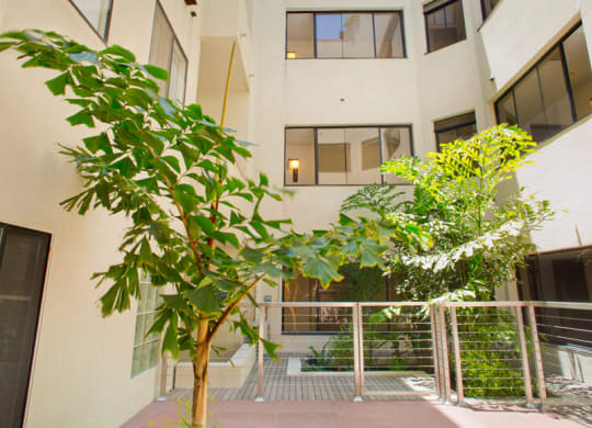 Apartment interior courtyard with a tree, vegetation, and deck.