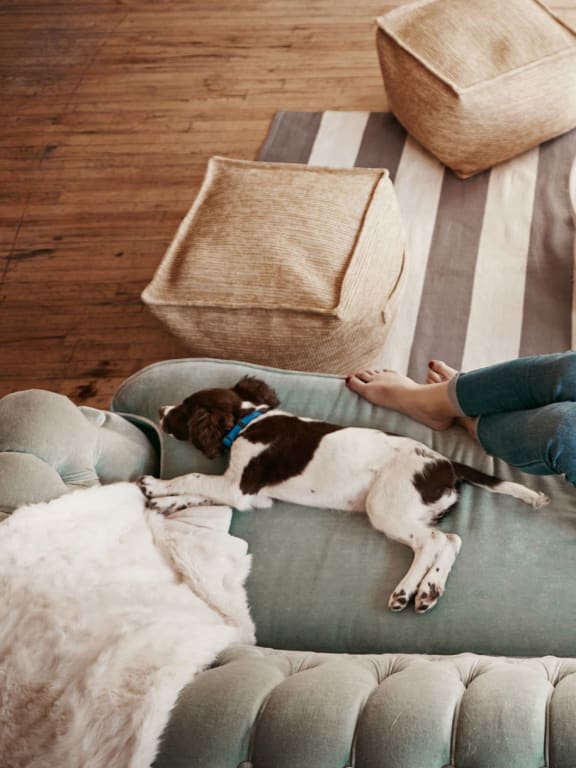 stock image- woman on couch with pet