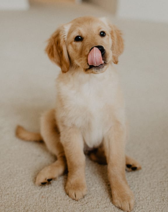 a golden retriever puppy sitting on the floor with its tongue out