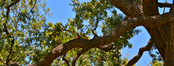 Oak Tree