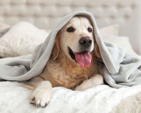 A dog laying on a bed with a blanket on its head, pet friendly.