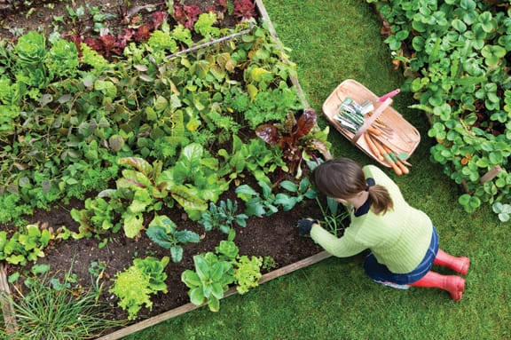resident tending to fresh garden veggies at Manor Way Apartments in Everett, WA 98204