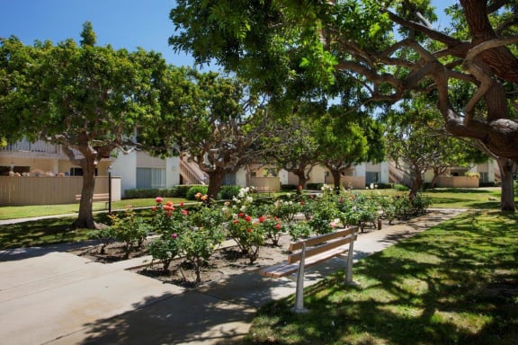 Rose Garden in our community, at Shepard Place, Carpinteria