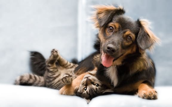Image of a cat and a dog together.