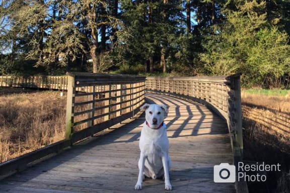Resident Dog at Pet-friendly Apartments with Off-leash Dog Park and Nature Trails Near Hillsboro Airport