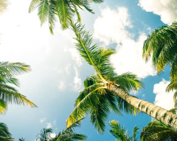 Stock photo of palm trees