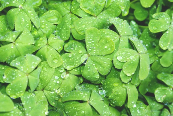 shamrocks at Patterson Place, Santa Barbara, 93111