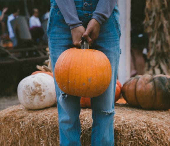 Pumpkin at Pacific Oaks, Goleta, CA, 93117