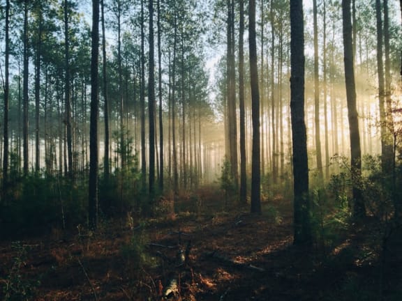 Forest at Rancho Franciscan Senior Apartments, Santa Barbara, 93105