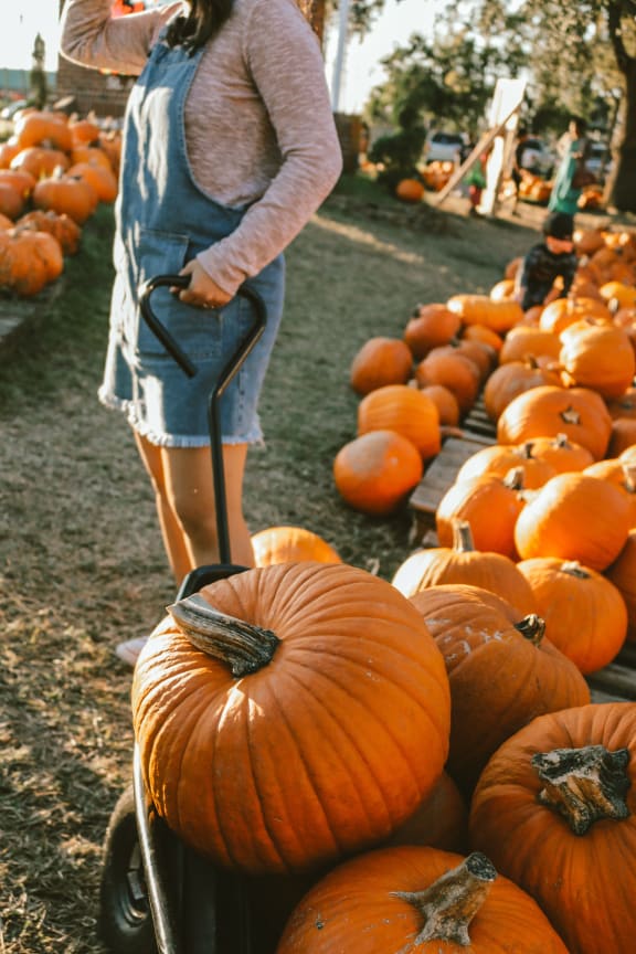 Pumpkins at Hancock Terrace Apartments, California