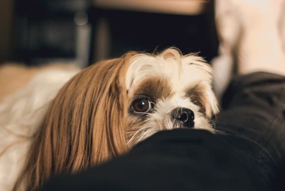 Small Dog at Cypress Meadows Senior Apartments, Ventura, CA