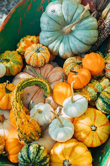 Pumpkins at Cypress Meadows Senior Apartments, Ventura, CA, 93003