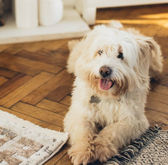 Cute Dog at Oceanwood Apartments, Lompoc, 93436