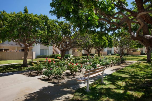 Rose Garden at Shepard Place, Carpinteria, 93013