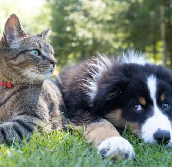Pets at Shepard Place, Carpinteria, 93013