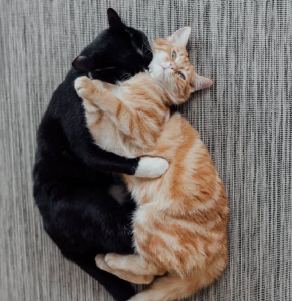 Sleeping Cats at Shepard Place, California