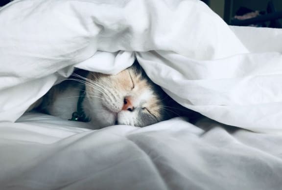 Cat Under Blanket at Shepard Place, Carpinteria, 93013
