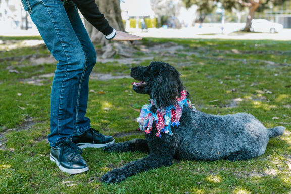 Dog Friendly at Siena Apartments, Santa Maria, CA, 93458