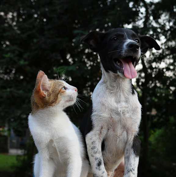 cat_and_dog at Spoke Apartments, Atlanta, GA