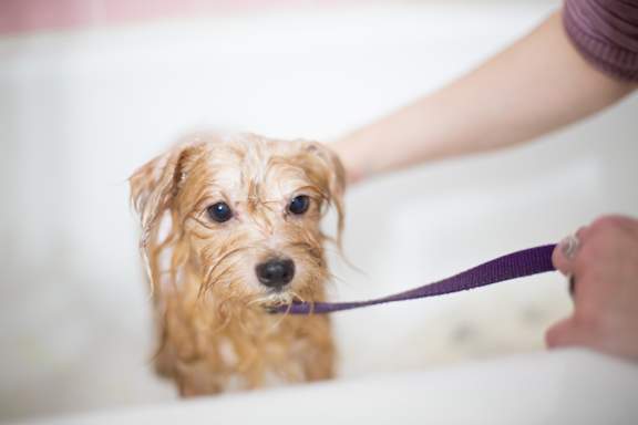 puppy_bath at Spoke Apartments, Georgia