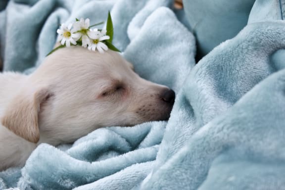 sleeping_puppy at Spoke Apartments, Atlanta, GA, 30307
