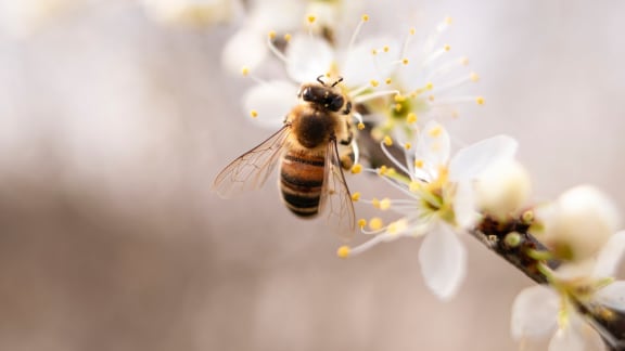 Bee Collecting Pollen at The District at Forestville