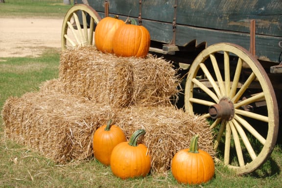 Pumpkin at Willow Springs, California