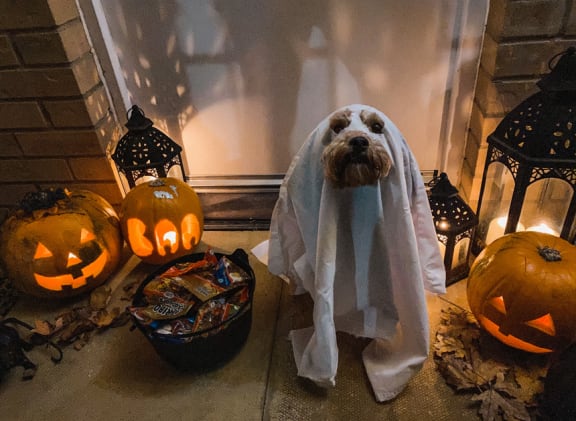Halloween at Willow Springs, Goleta, CA