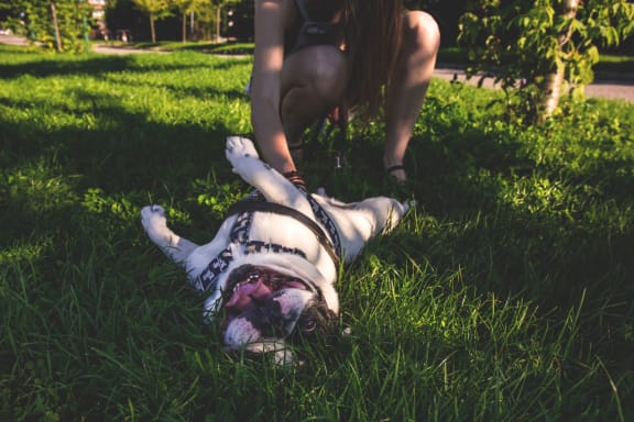 Playing With A Dog at Mesh Properties, Texas
