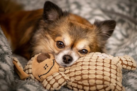 Dog at Knollwood Meadows Apartments, Santa Maria, 93455