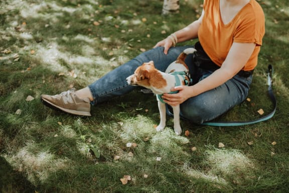 Pets friendly at Knollwood Meadows Apartments, Santa Maria, 93455