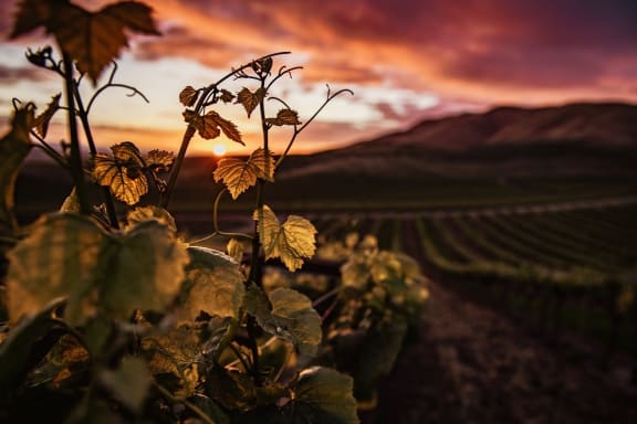 Winery at Knollwood Meadows Apartments, Santa Maria