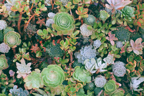 succulents at Sumida Gardens Apartments, California