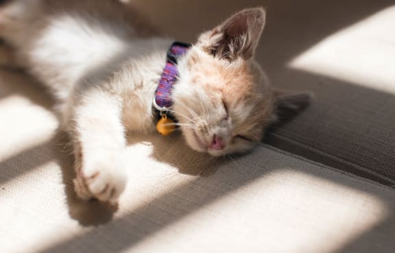 Sleeping Cat at Sumida Gardens Apartments, Santa Barbara, 93111