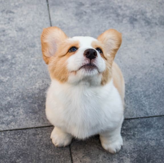Puppy at The Verandas, Canoga Park, California