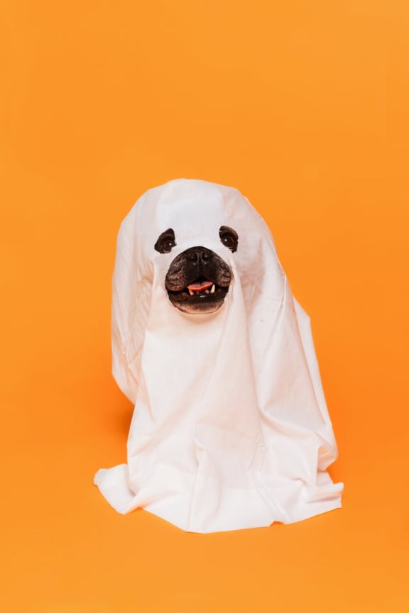 Dog in a ghost costume at Mirabella Apartments, Bermuda Dunes, CA