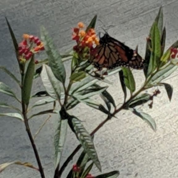 Cassie Gardens Apartments | Middleburg, Florida