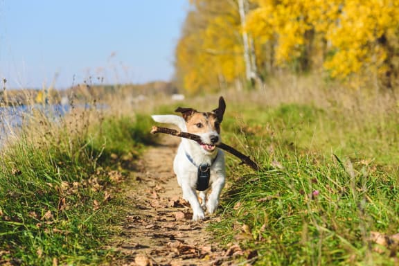 Small Dog Running on Dirt Trail and Carrying Stick