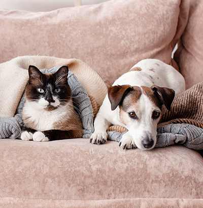 A cat and a dog are sitting on a couch.