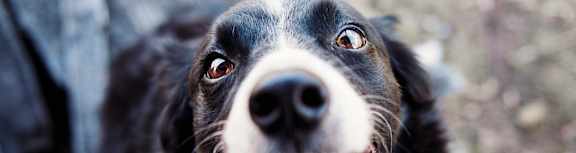 A happy dog looking up at the camera.