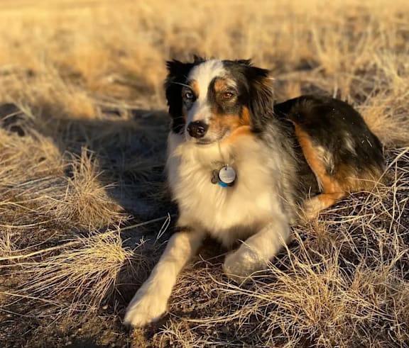 A dog with a blue collar is sitting in a field.